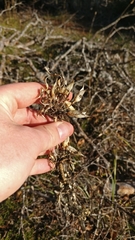 Gentiana lutea lutea