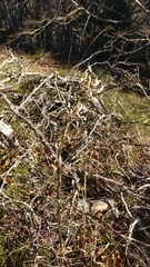 Gentiana lutea lutea
