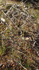 Gentiana lutea lutea