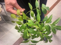 Fraxinus angustifolia