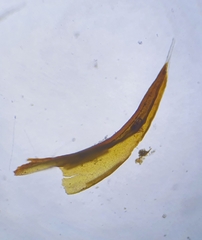 Schistidium