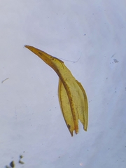 Schistidium
