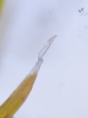 Schistidium