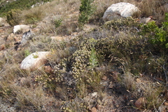 Phylica pubescens