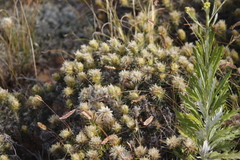 Phylica pubescens