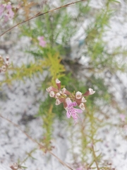 Dicerandra frutescens subsp. thinicola image