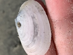 Periploma planiusculum