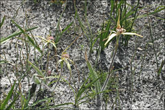 Caladenia orientalis