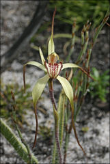 Caladenia orientalis
