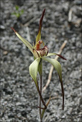 Caladenia orientalis