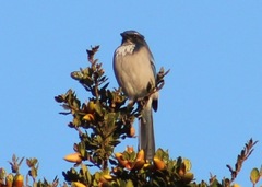 Aphelocoma californica