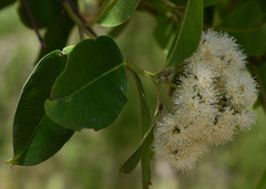 Syzygium angophoroides