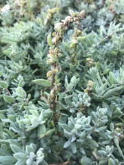 Extriplex californica