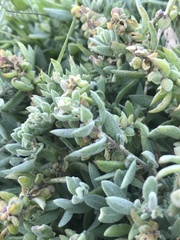 Extriplex californica