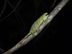 Polychrus gutturosus