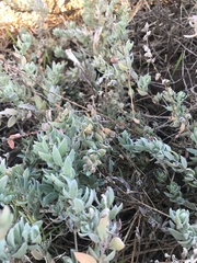 Extriplex californica