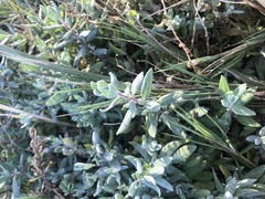 Extriplex californica