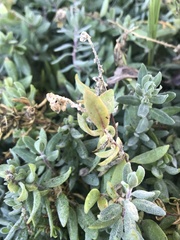 Extriplex californica