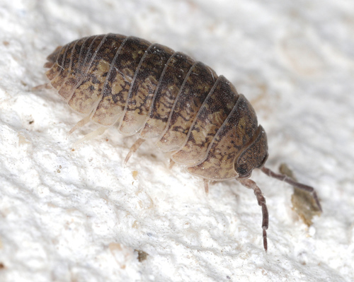 Arcangeli's Pill Woodlouse, photo 2 of 10