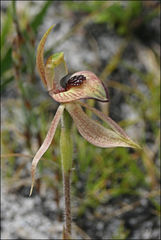 Caladenia tessellata