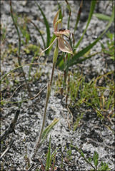 Caladenia tessellata