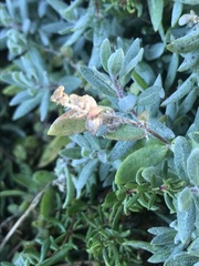 Extriplex californica