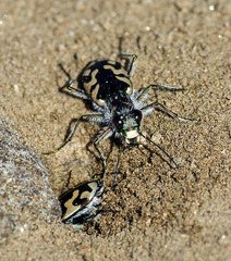 Cicindela latesignata