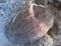 Barbatia amygdalumtostum