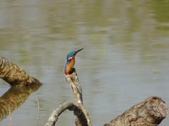 Corythornis cristatus
