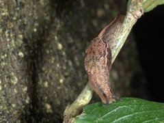 Parmavitrina megastoma