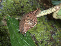 Parmavitrina megastoma
