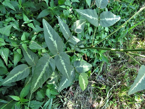 Image of Desmodium tweedyi by (c) Annika Lindqvist, some rights reserved (CC BY)