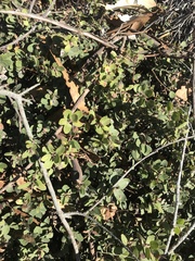 Arctostaphylos morroensis