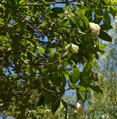 Syzygium angophoroides