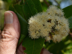 Syzygium angophoroides