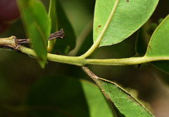 Syzygium angophoroides