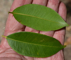 Syzygium angophoroides
