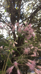 Peteravenia malvifolia