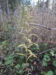 Lysimachia thyrsiflora