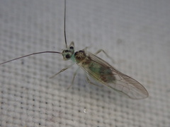 Stenopsocus immaculatus