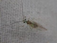 Stenopsocus immaculatus