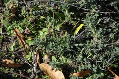 Ajuga chamaepitys