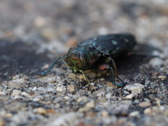 Chrysobothris affinis