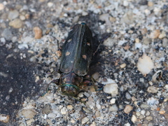 Chrysobothris affinis