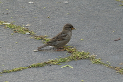 Passer domesticus