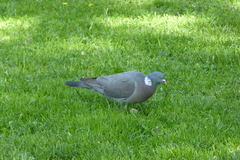 Columba palumbus