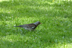 Turdus pilaris