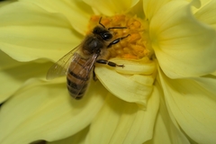Apis mellifera
