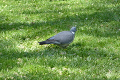 Columba palumbus
