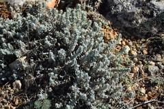 Teucrium polium